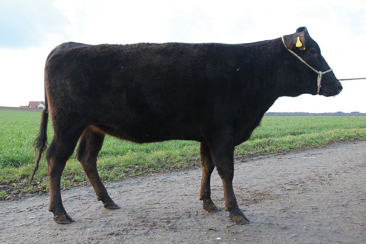 Wagyu Rind in Seitenansicht auf einem Feldweg. Klick führt zu Großansicht im neuen Fenster. 