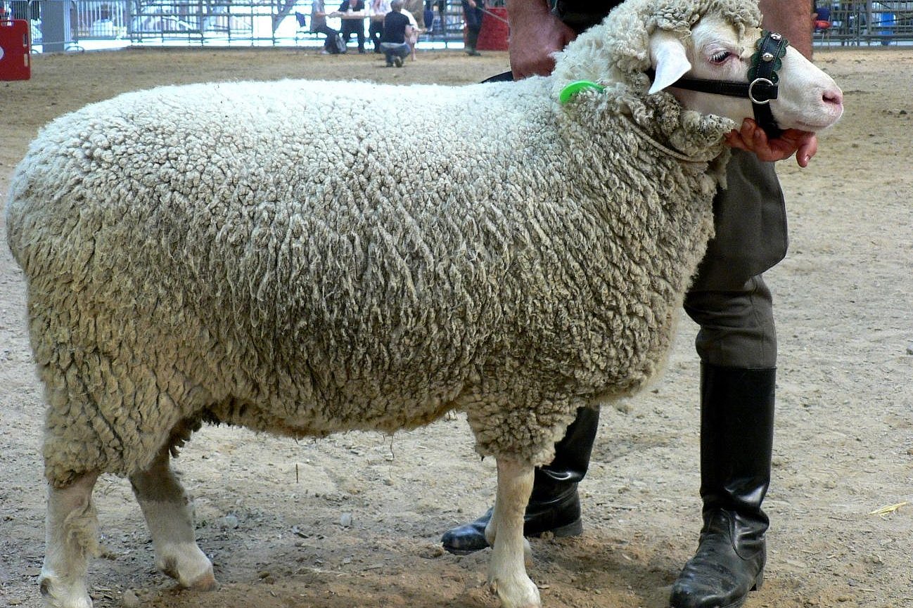 Schaf der Rasse Merinolangwollschaf. Klick führt zu Großansicht im neuen Fenster.