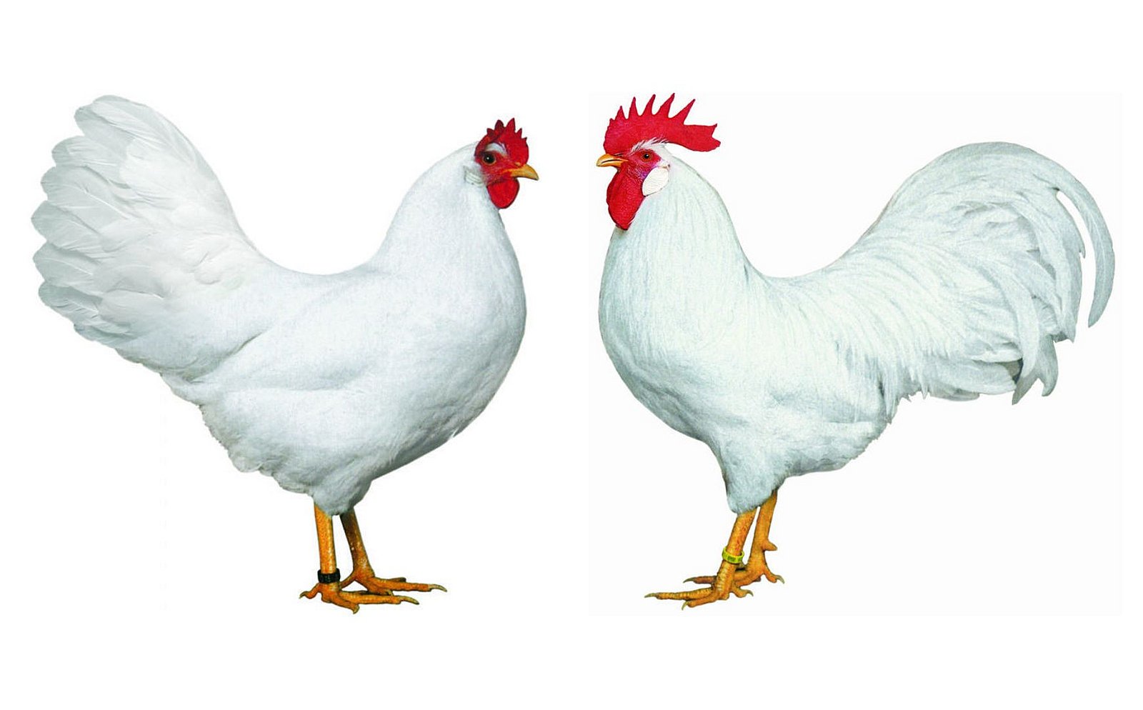 Amerikanische Leghorn. Klick öffnet Großansicht im neuen Fenster.