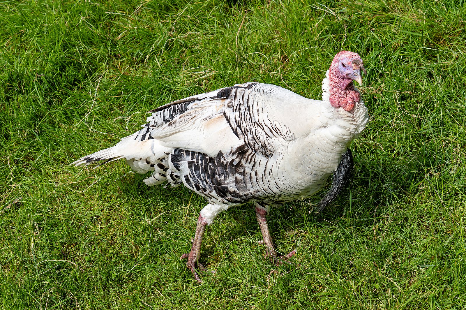 Eine Cröllwitzer Pute. Klick öffnet Großansicht im neuen Fenster.
