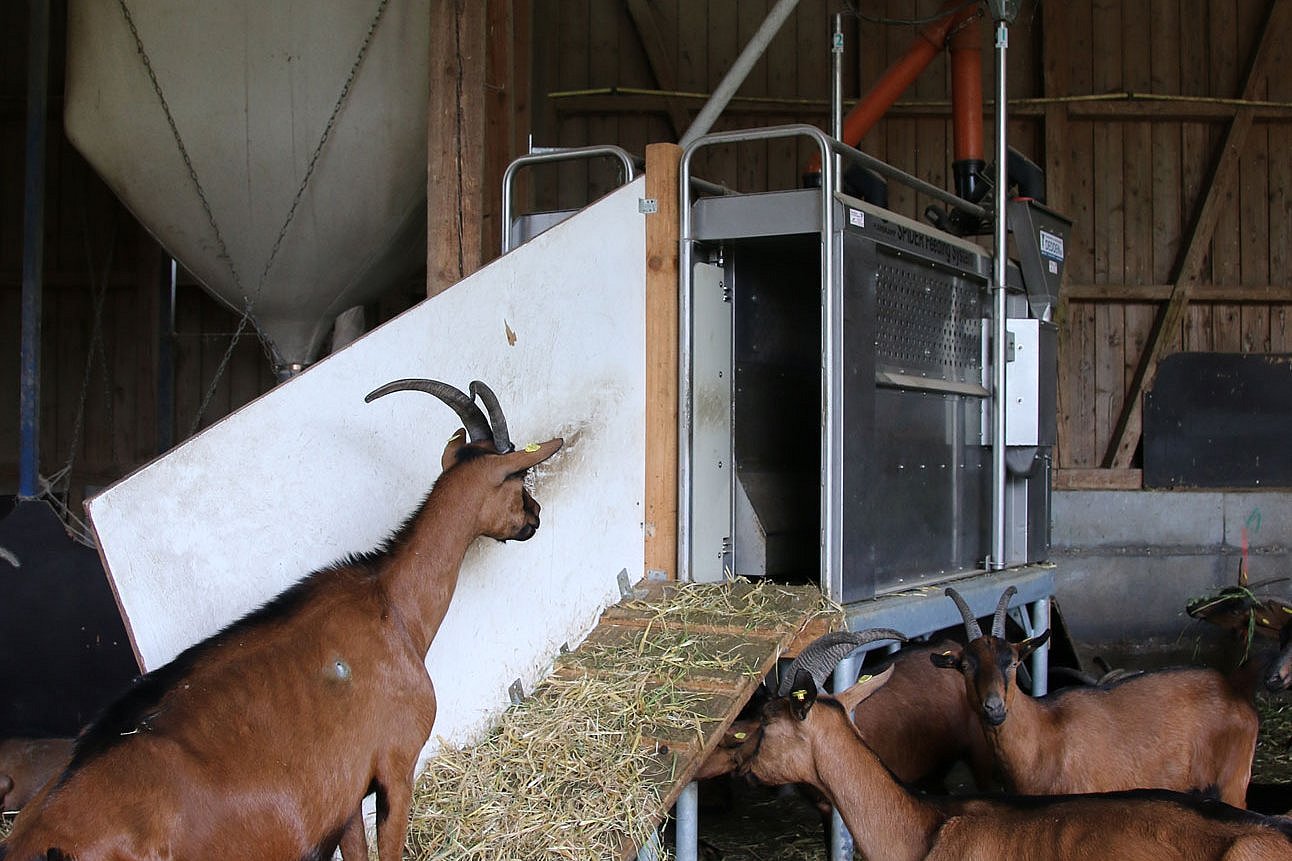 Aufgang Kraftfutterstation. Klick führt zu Großansicht im neuen Fenster.