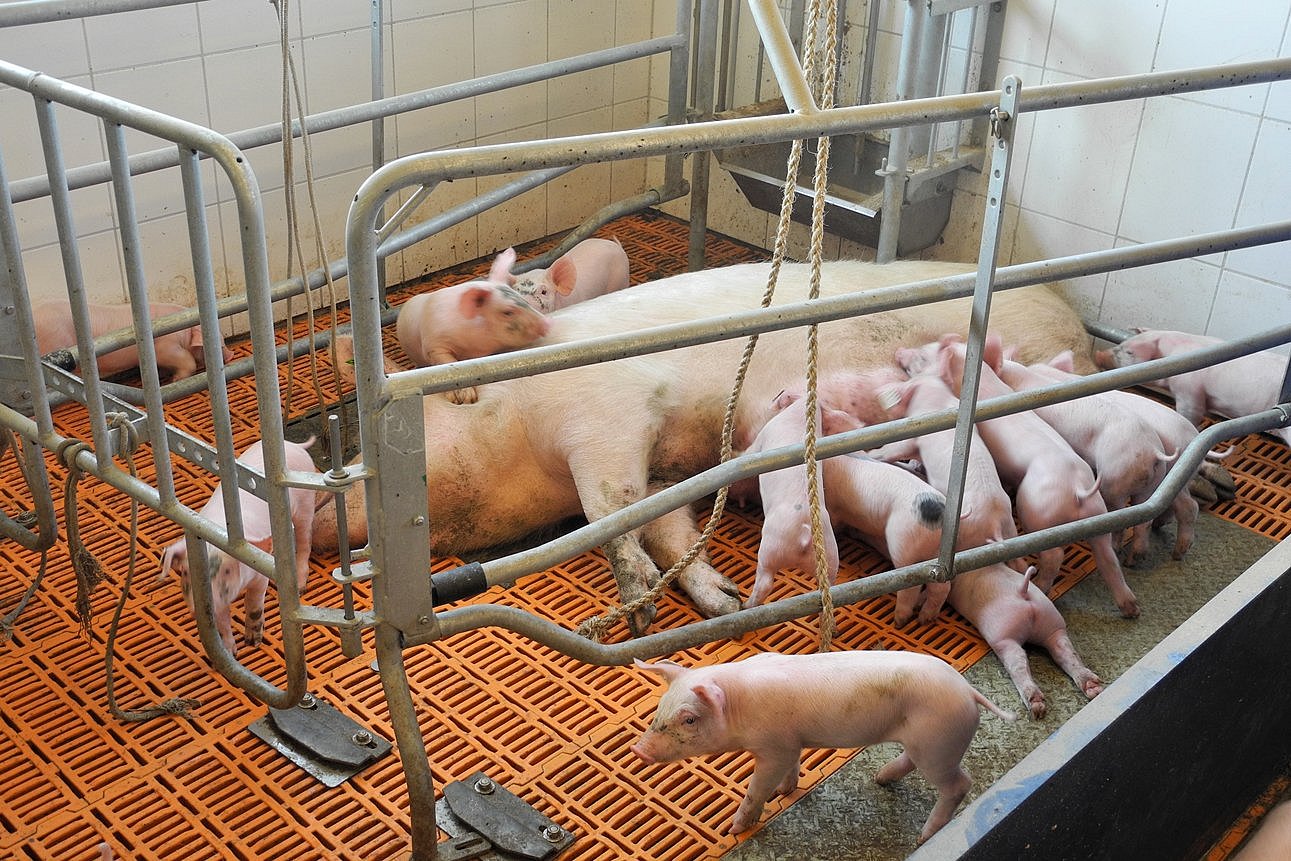 Sau liegt auf der Seite in einer Bewegungsbucht, einige Ferkel saugen, andere laufen herum. Klick führt zu Großansicht im neuen Fenster.