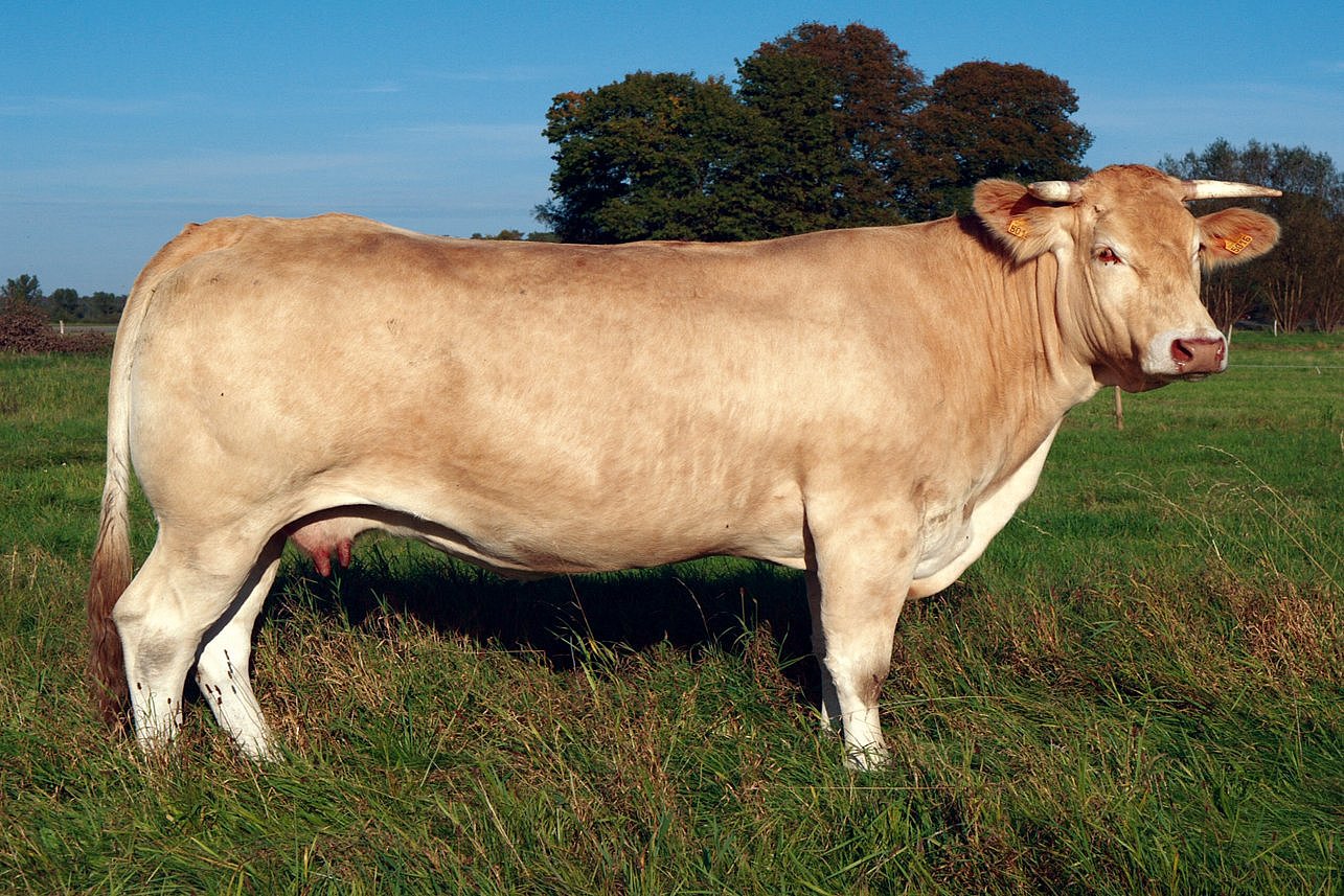 Eine Kuh der Rasse Blonde d´Aquitaine in Seitenansicht. Klick führt zu Großansicht im neuen Fenster. 
