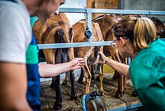 Eutergesundheit bei Milchziegen