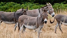 Titelbild der Broschüre Einheimische Nutztierrassen in Deutschland Rote Liste gefährdeter Nutztierrassen 2025 Klick öffnet Großansicht im neuen Fenster.