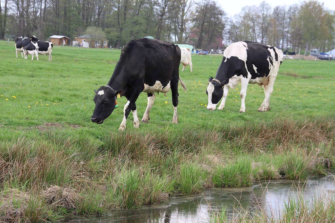 Zwei Kühe der Rasse Deutsch-Holstein grasen auf einer Weide. Davor ist ein mit Wasser gefüllter Graben. Klick führt zu Großansicht im neuen Fenster. 