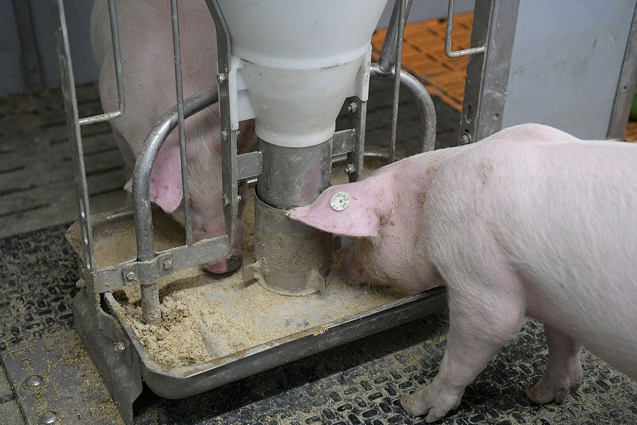 Zwei Schweine am Futtertrog. Klick führt zu Großansicht im neuen Fenster.