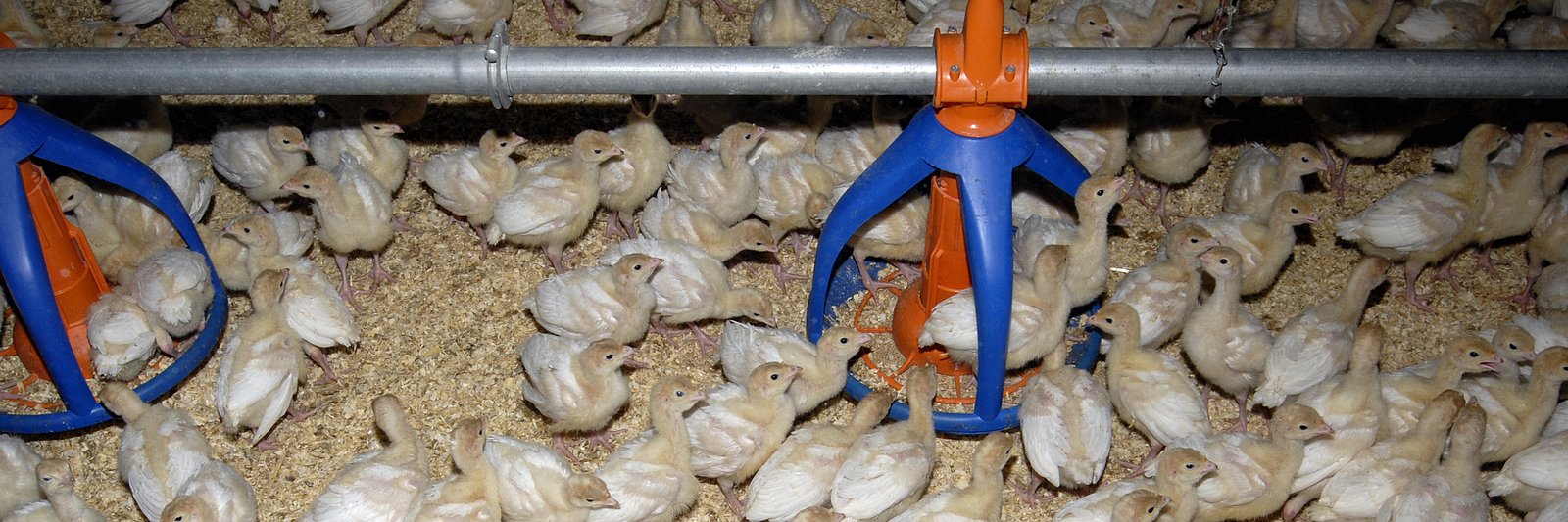 Blick in einen großen Putenstall mit sehr vielen Putenküken.