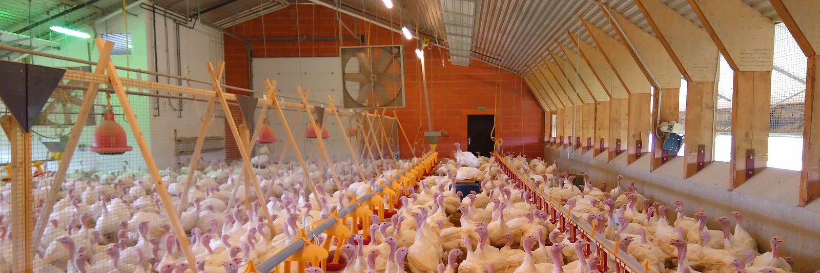 Puten im Stall mit viel Licht. 