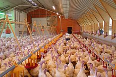 LED-Leuchten im Putenstall