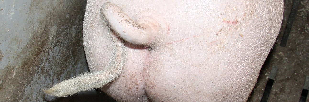 Kruppe eines Schweine mit Ringelschwanz aus der Vogelperspektive. 