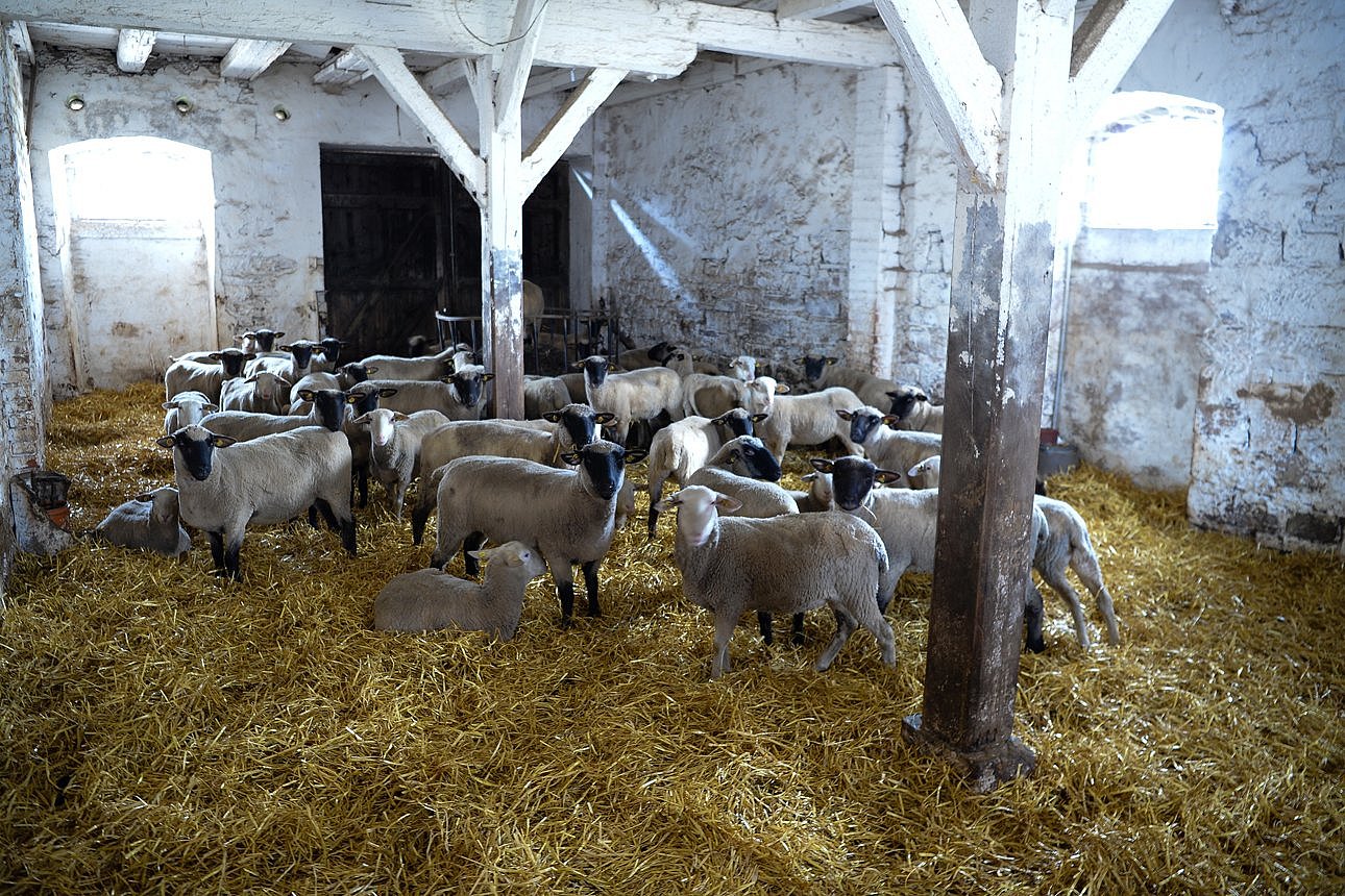 Schafe im Stall auf Stroh. Klick führt zu Großansicht im neuen Fenster.