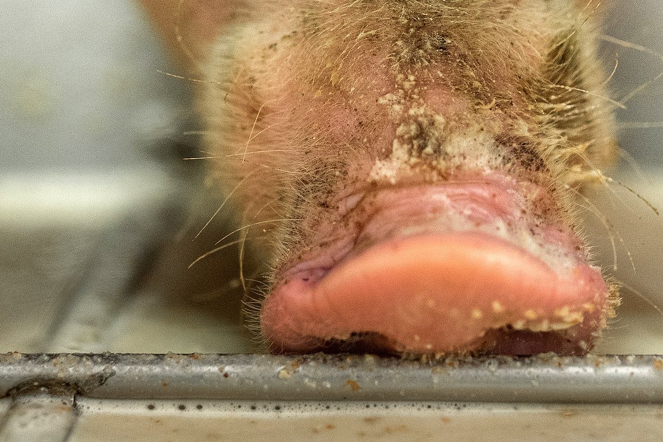 Nahansicht: Schnauze eines Schweins über Trog mit Flüssigfutter. Klick führt zu Großansicht im neuen Fenster.