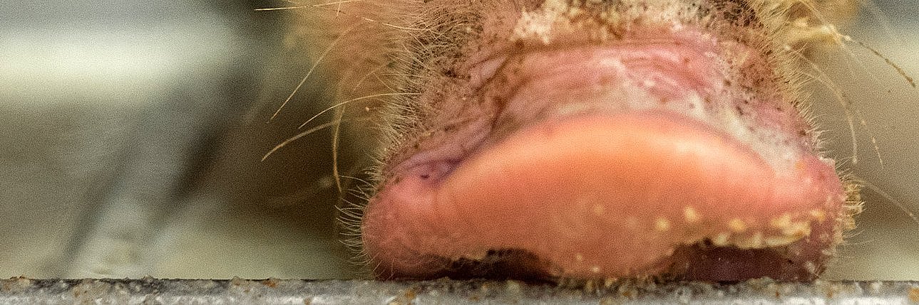 Nahansicht: Schnauze eines Schweins über Trog mit Flüssigfutter. Klick führt zu Großansicht im neuen Fenster.