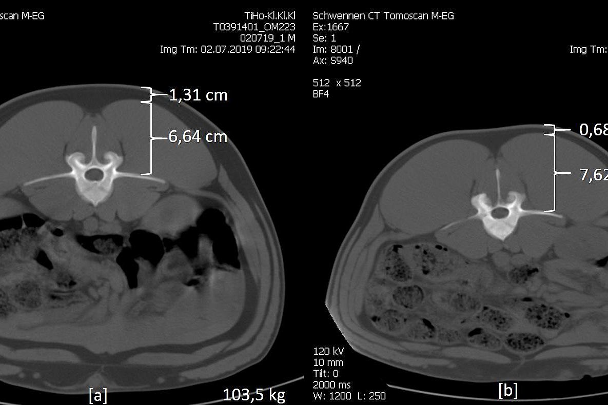 Zwei CT Schnittbilder vom Mastschwein