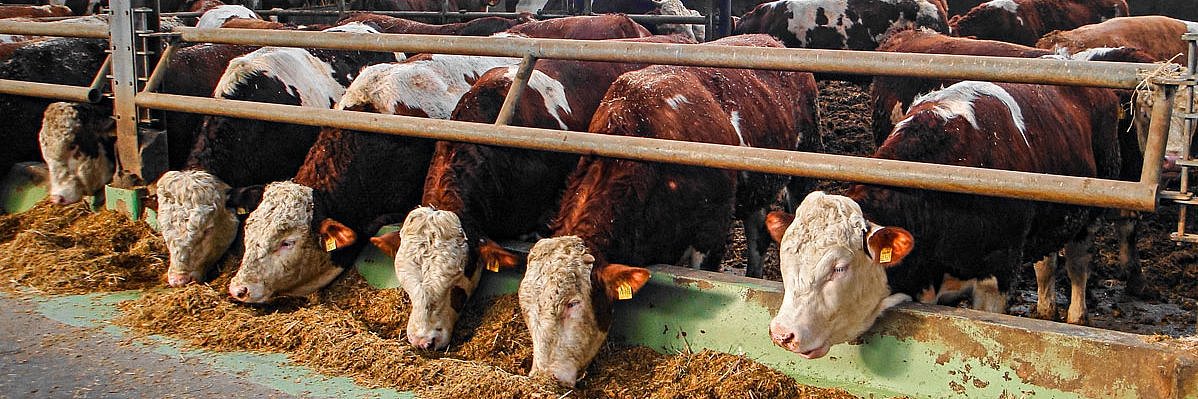 Das Bild zeigt eine Gruppe Fleckvieh-Mastbullen am Futtertisch.