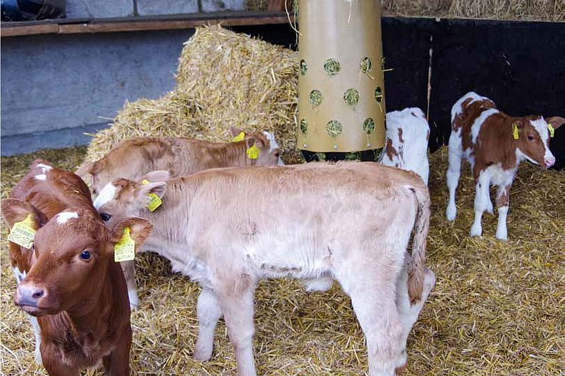 Das Foto zeigt rotbunte und Kreuzungskälber in einer eingestreuten Kälberbucht mit aufgeschichteten kleinen HD-Strohballen und einer beweglichen runden Heuraufe. Klick führt zu Großansicht im neuen Fenster. 