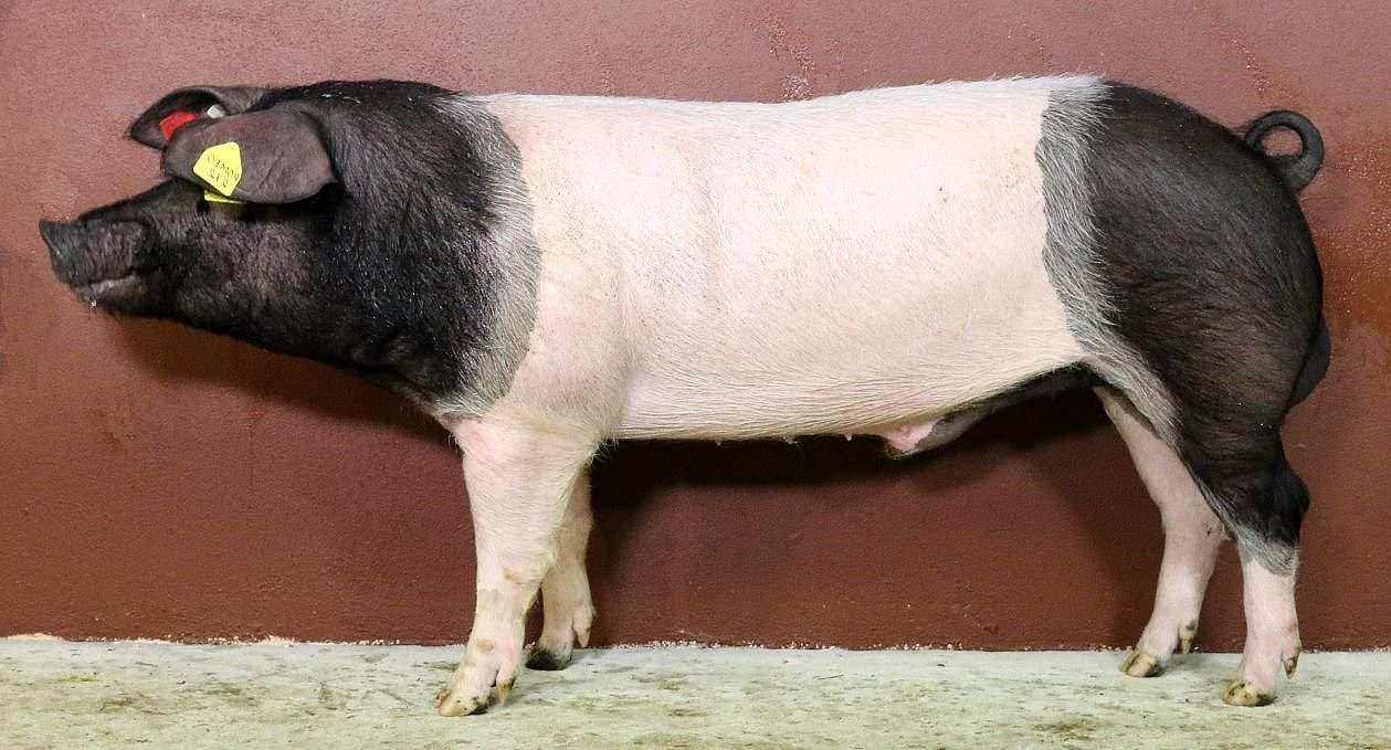 Schwein der Rasse Schwäbisch Hällisches Schwein. Klick führt zu Großansicht im neuen Fenster.