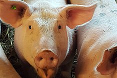 Online-Umfrage zur Schweinehaltung