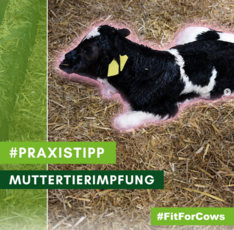 Zum Thema Muttertierimpfung. Bild: #fitforcows