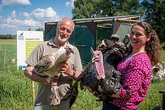 Robuste Puten für extensive Haltung