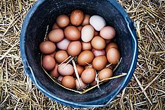 Eierverbrauch steigt um sechs Eier pro Kopf