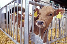 Kalb. Klick führt zu Großansicht im neuen Fenster.