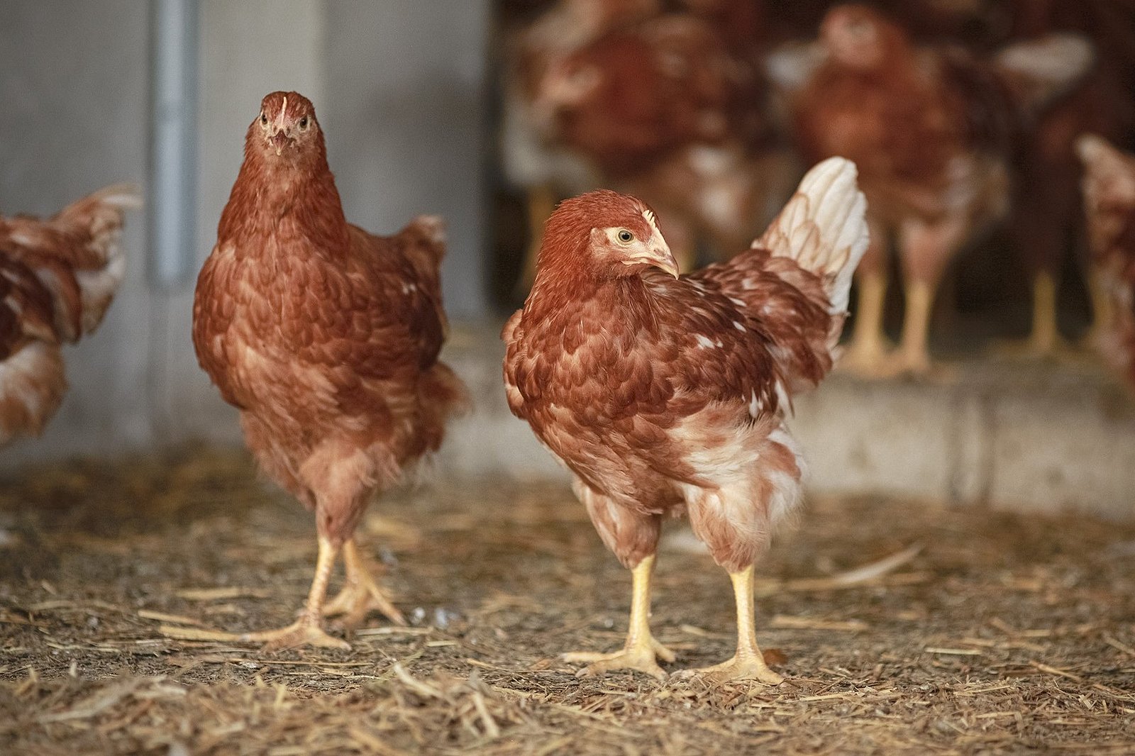 Zwei braune Junghennen stehen im Scharrbereich des Wintergartens ihres Aufzuchtstalls. Im Hintergrund sind weitere Tiere zu erkennen. Klick führt zu Großansicht in neuem Fenster.