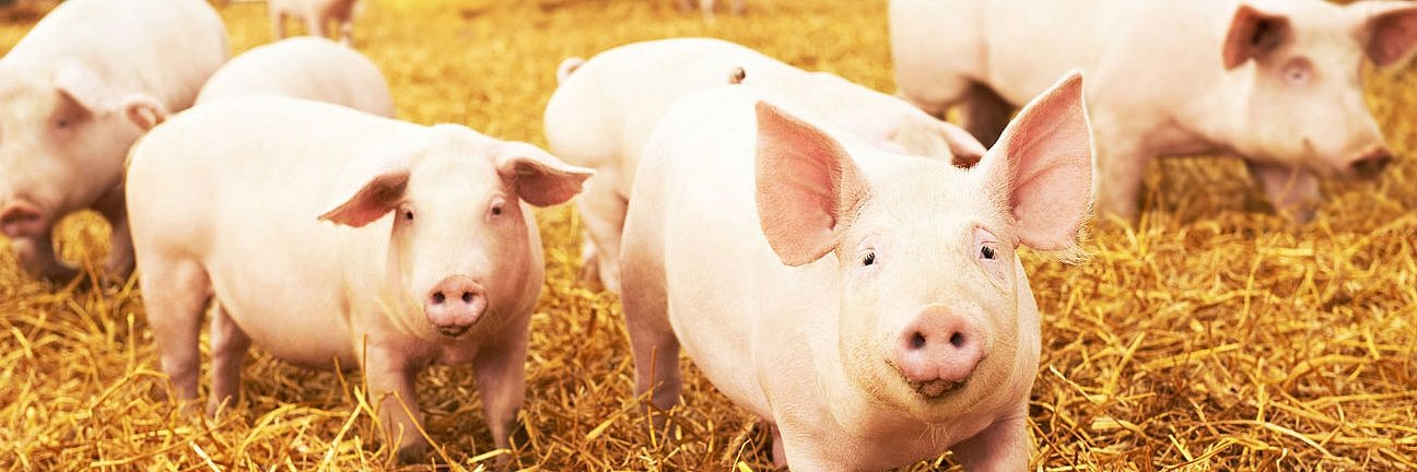 Schweine im Stroh laufen auf die Kamera zu. 