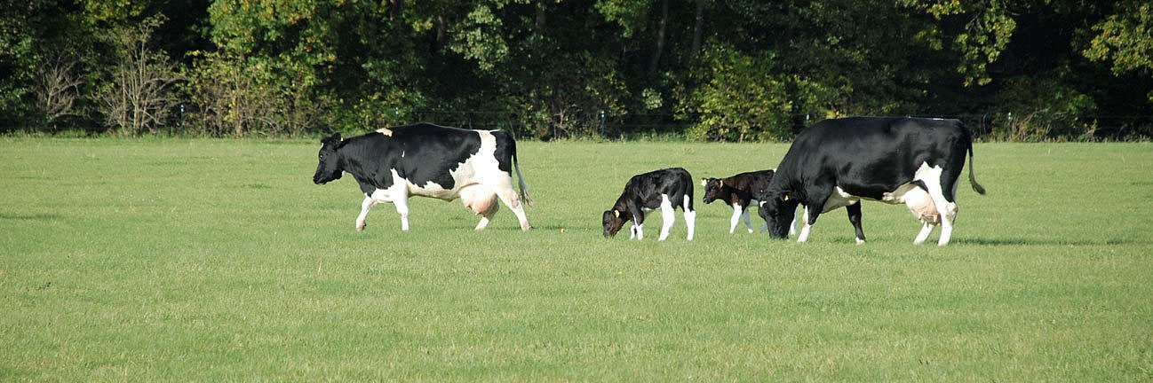 Zwei Schwarzbunte mit Kälbern auf einer Weide. 