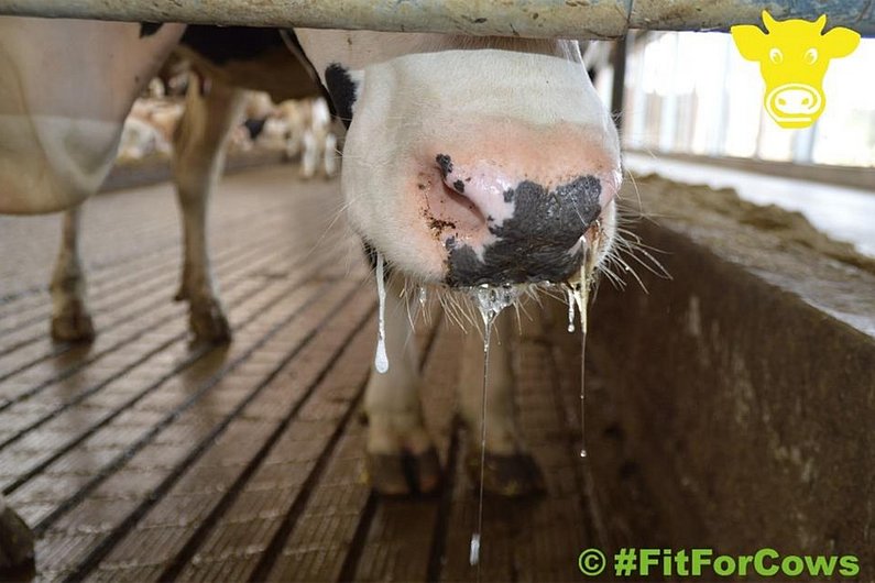 Nahaufnahme des Mauls einer Kuh. Speichel läuft aus dem Maul.