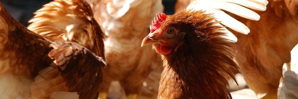 Eine braune Legehenne im seitlichen Profil. Im Hintergrund sind gespreizte Flügel von anderen braunen Hennen zu erkennen. 