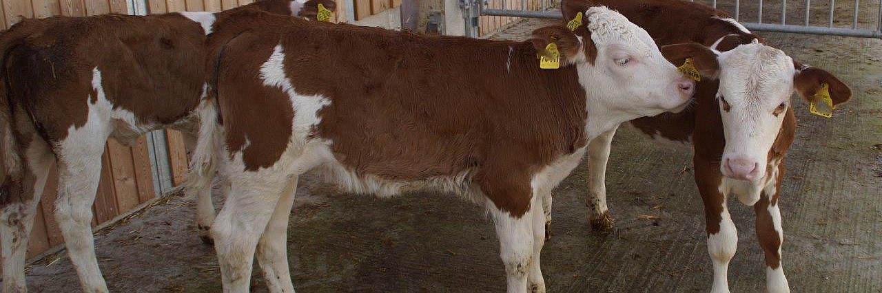 Drei Fleckviehkälber in einer Bucht am Stall. Im Vordergrund ein Kalb in Seitenansicht. 