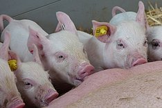 Ferkel saugen an einer Sau. Klick führt zu Großansicht im neuen Fenster. 