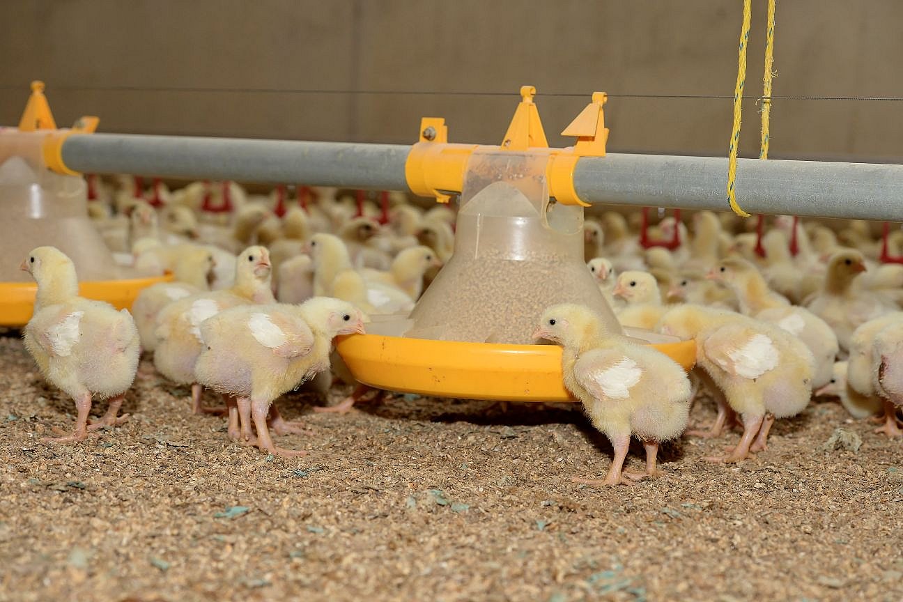 Masthuhnküken an der Futterschale. Klick öffnet Großansicht im neuen Fenster. 