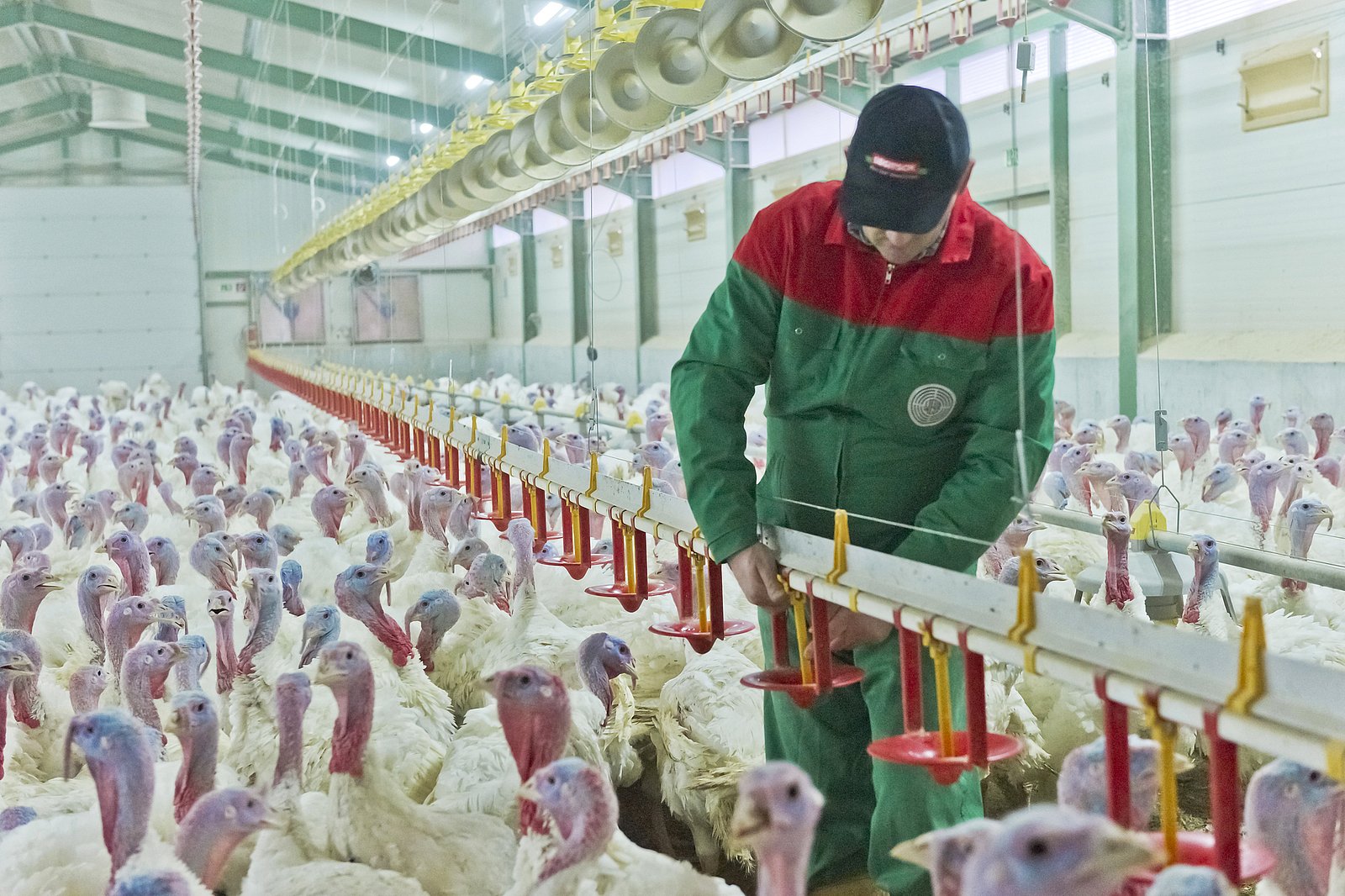 Ein Landwirt kontrolliert den Tränkestrang in seinem Putenstall.