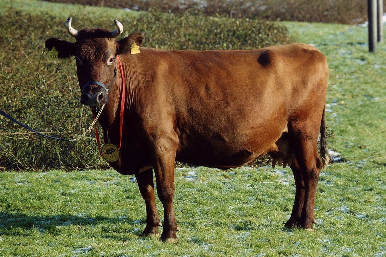 Rind der Rasse alter Angler Zuchtrichtung in der Seitenansicht. Klick führt zu Großansicht im neuen Fenster. 