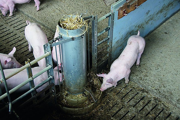 Schweine im Stall fressen Faser aus einem Futterautomaten. Klick führt zu Großansicht im neuen Fenster.