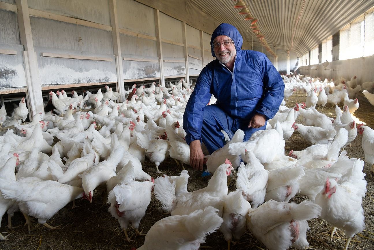 Ein Mann in einem Legehennenstall. Klick öffnet Großansicht im neuen Fenster. 