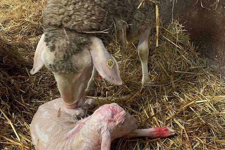 Das Mutterschaf leckt das frisch geborene Lamm ab. Klick führt zu Großansicht im neuen Fenster. 