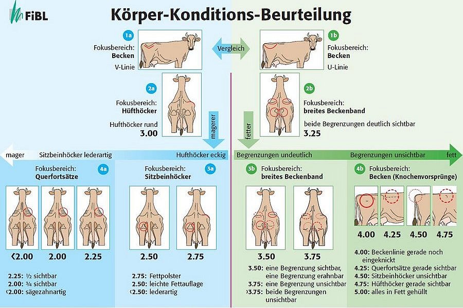 Abbildung über Vorgehensweise bei der Körper-Konditions-Beurteilung. Klick führt zu Großansicht im Fenster.