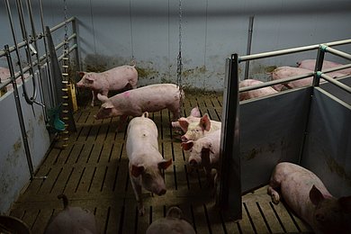 Schweine in einer Bucht mit Struktur. Klick führt zu Großansicht in neuem Fenster.