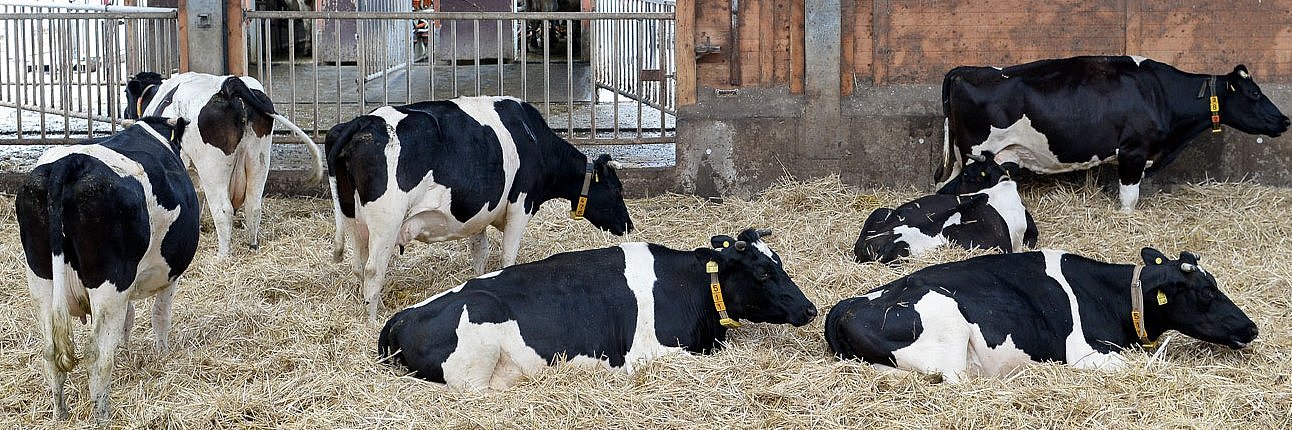 Hochtragende Milchkühe liegen in einem Stall im Stroh.