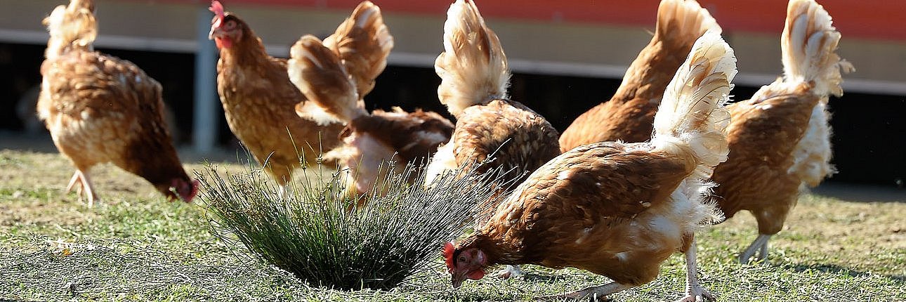 Legehennen picken auf einer Wiese nach Futter