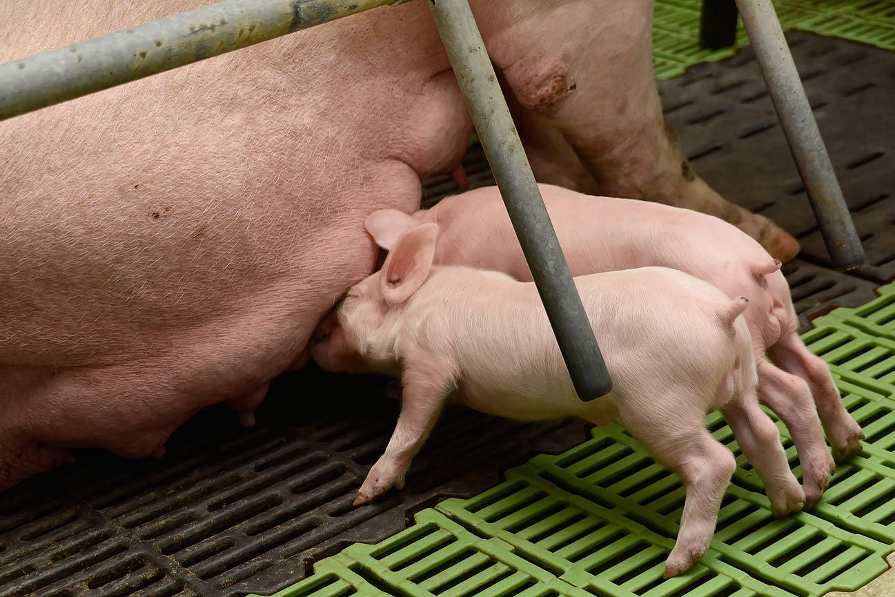 Zwei Ferkel an der Sau im Abferkelstall. Klick führt zu Großansicht im neuen Fenster.