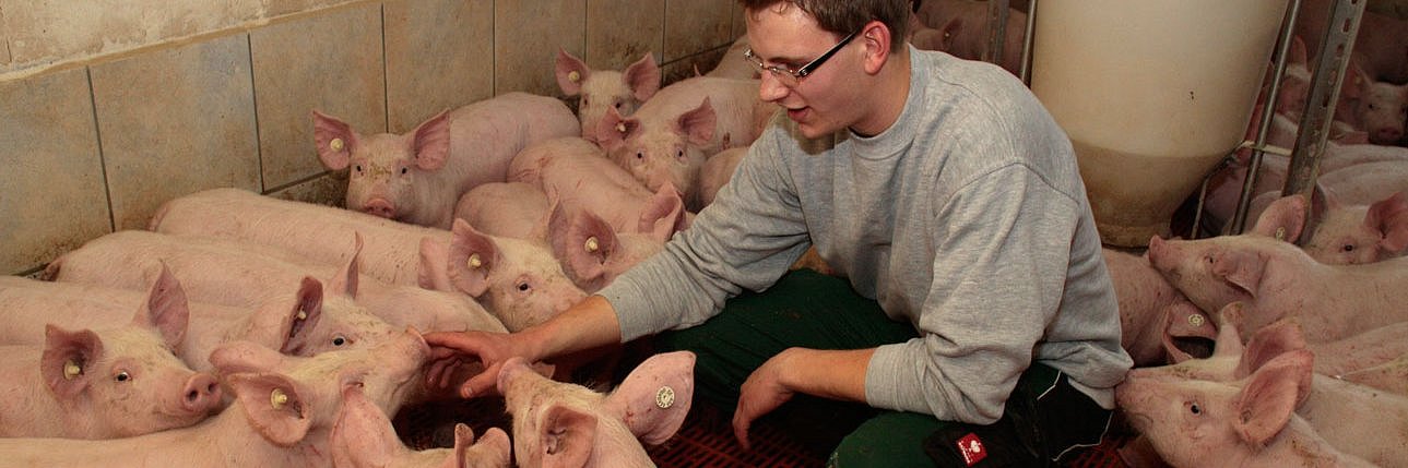 Junger Landwirt kontrolliert neu eingestallte Jungtiere.