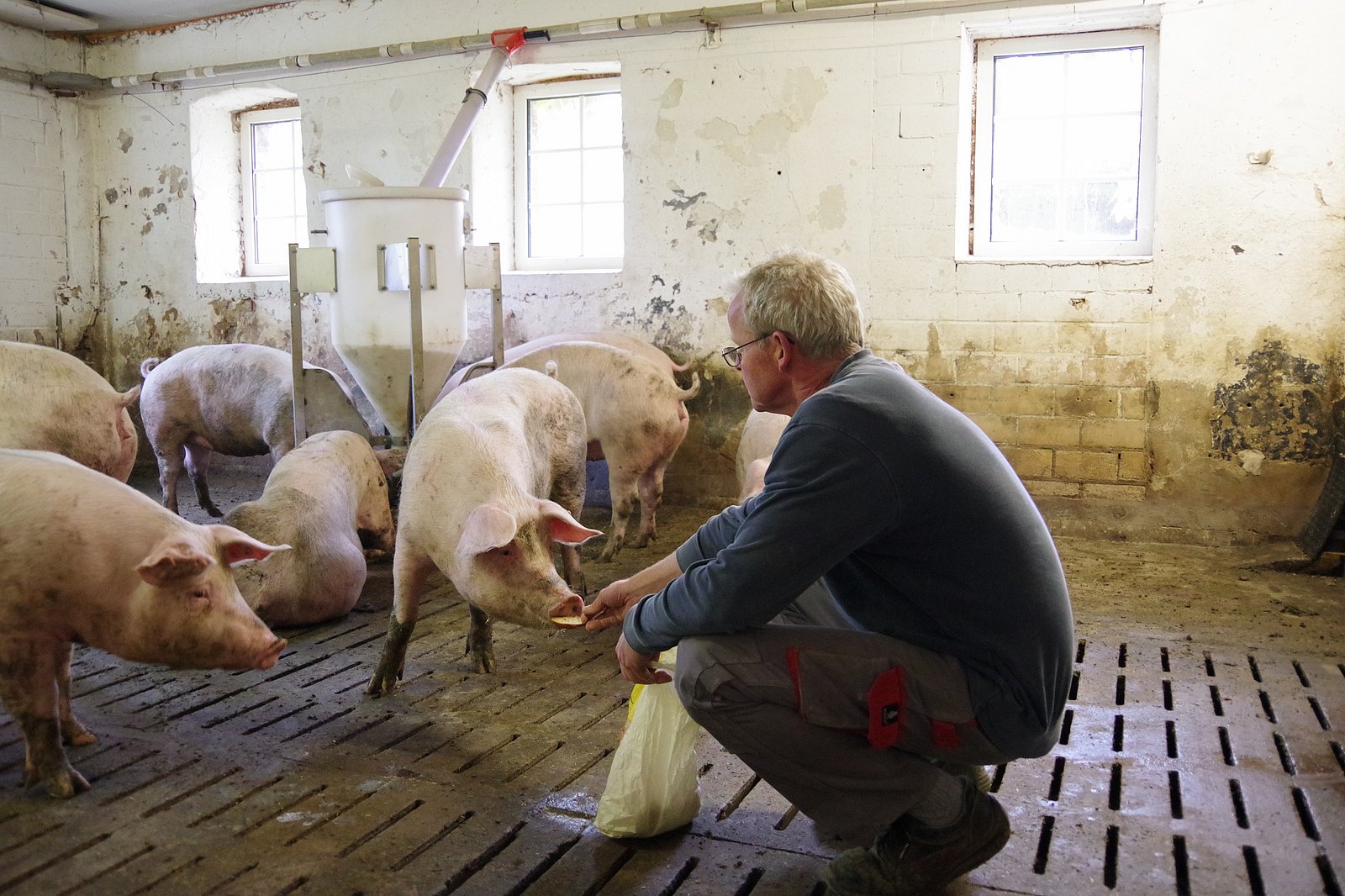 Ein Landwirt füttert Schweine aus der Hand im Stall. Klick führt zu Großansicht in neuem Fenster.