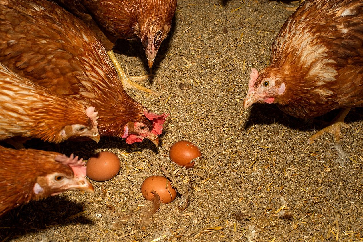 Eier am Stallboden. Klick führt zu Großansicht im neuen Fenster.