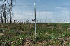 Wildschutzzaun. Klick führt zu Großansicht im neuen Fenster.