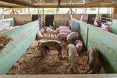 Übergangsfrist für Tierhaltungskennzeichnung wird verlängert